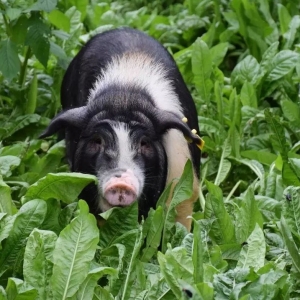 共享养猪，一个农户通过寄养生猪，可以从合作社分红